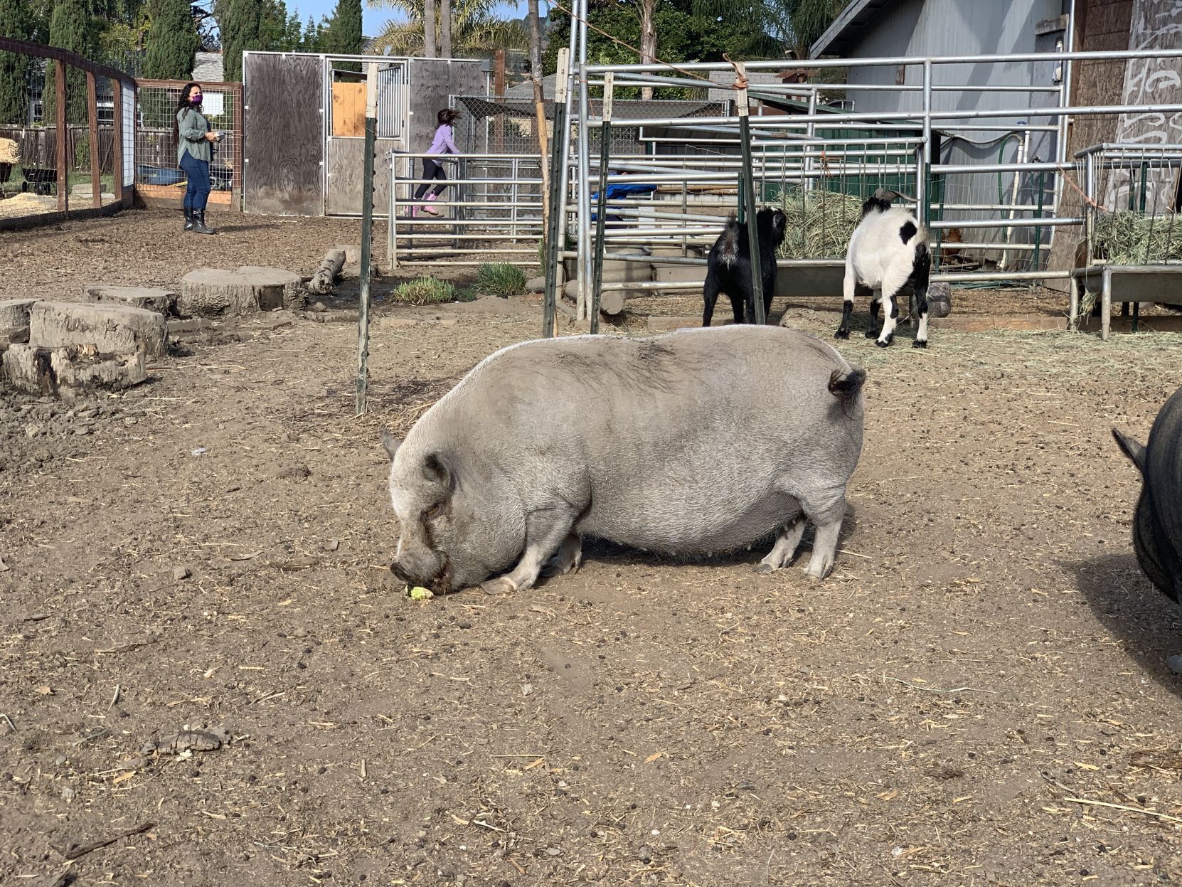 Napa Christian school farm